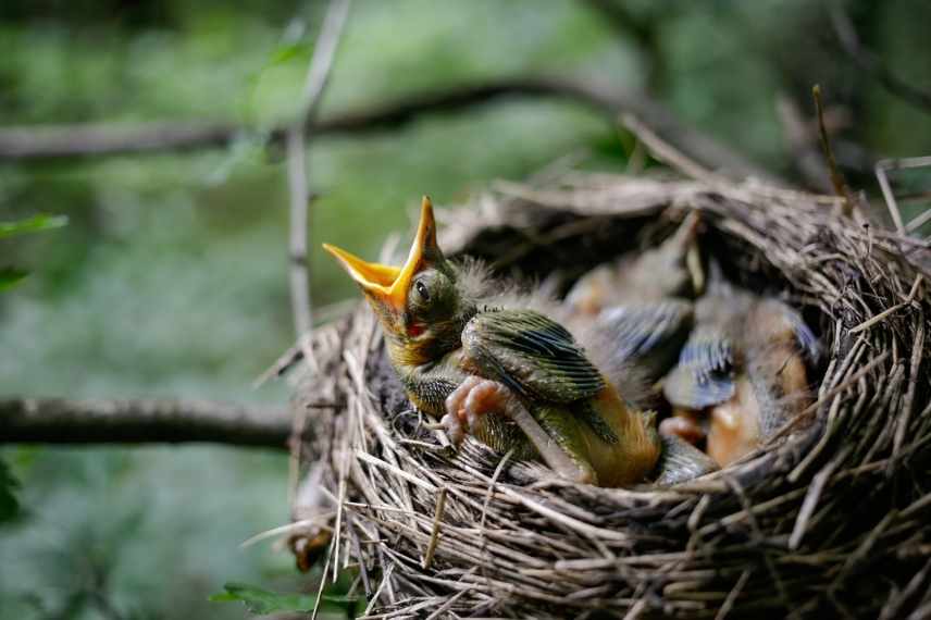 Ces oiseaux construisent des nids, les femelles choisissent les meilleurs 