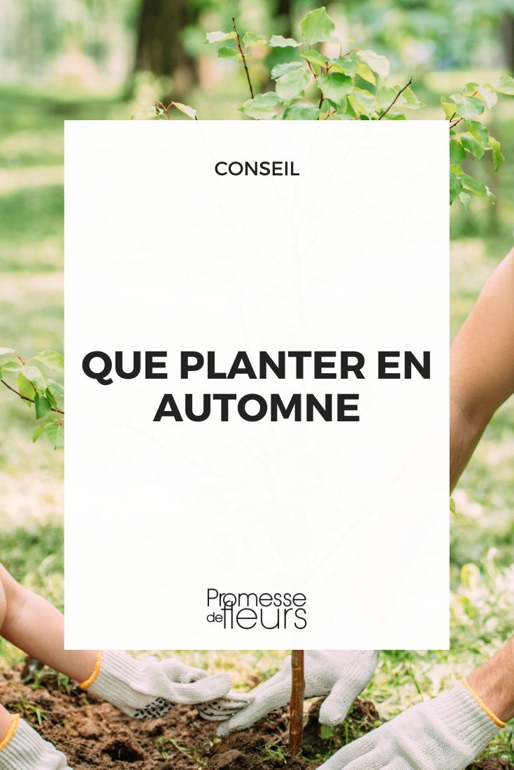 Que planter en automne ? - Promesse de Fleurs