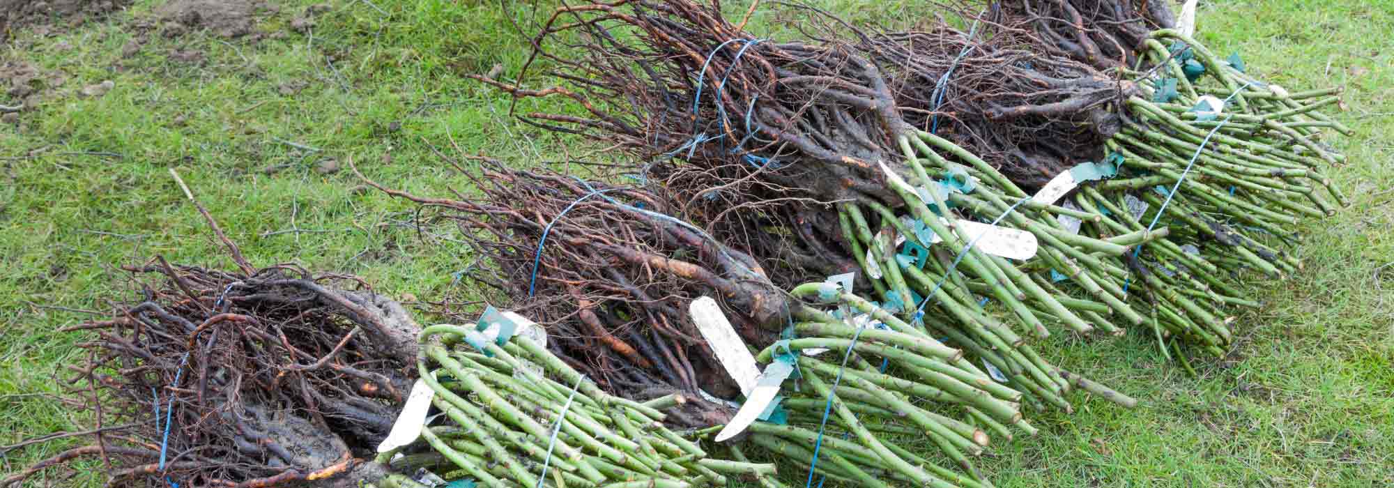 Acheter une plante en racines nues