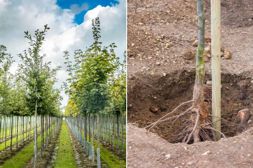 arbres à racines nues