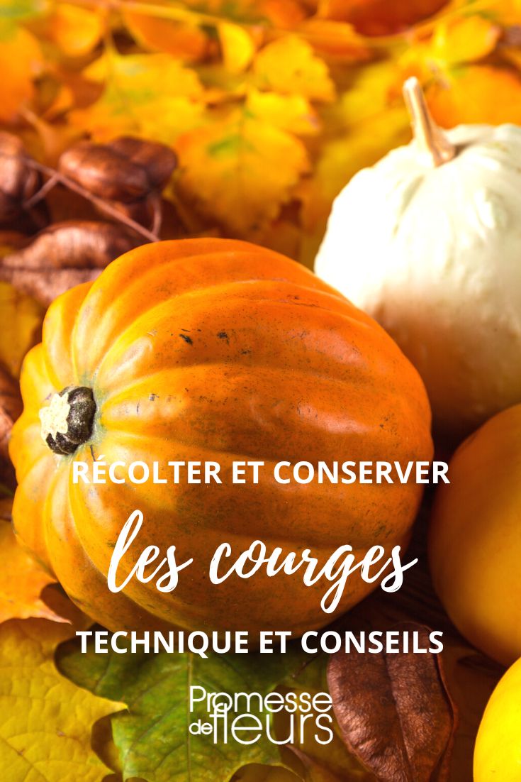 recolter conserver courges