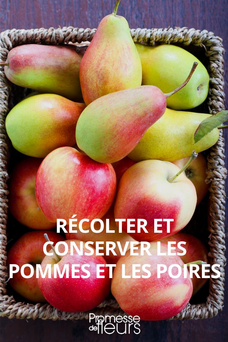 recolter conserver les pommes et les poires