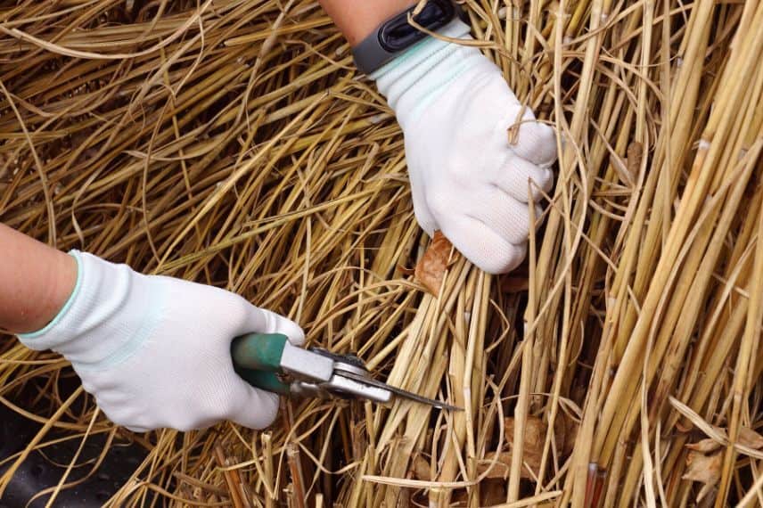 paillage miscanthus