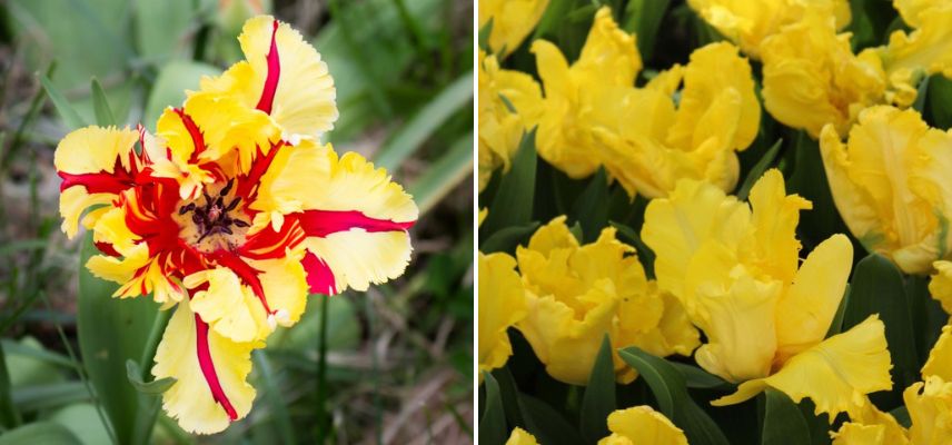 tulipe perroquet jaune