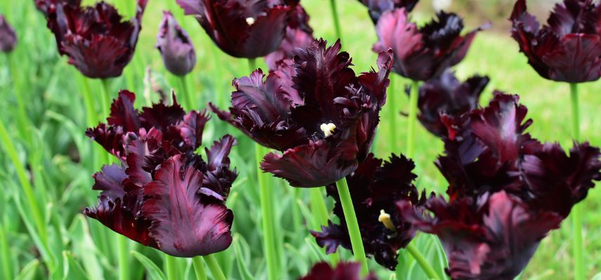 tulipes perroquet noir