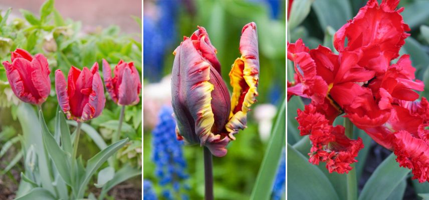 tulipes perroquet rouge