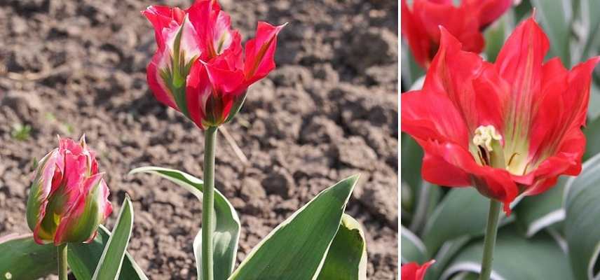 Tulipes viridiflora, tulipe tardive, tulipe bicolore vert