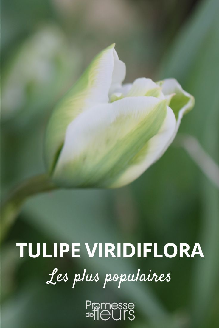 tulipe viridiflora