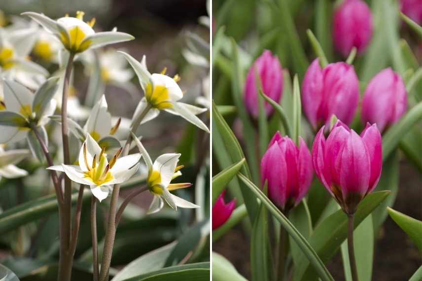 tulipes par période de floraison, tulipes par époque de floraison, tulipes précoces, tulipes tardives, tulipes de mi saison