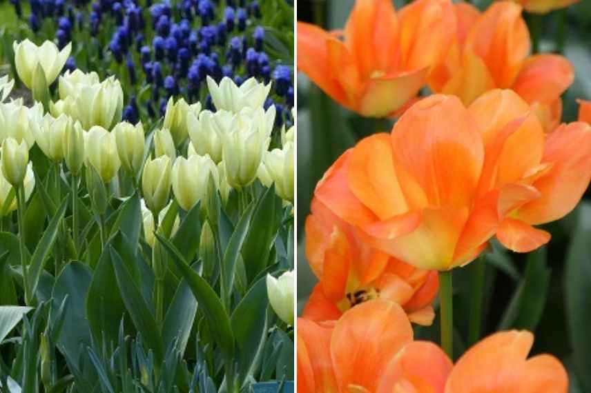 tulipes par période de floraison, tulipes par époque de floraison, tulipes précoces, tulipes tardives, tulipes de mi saison