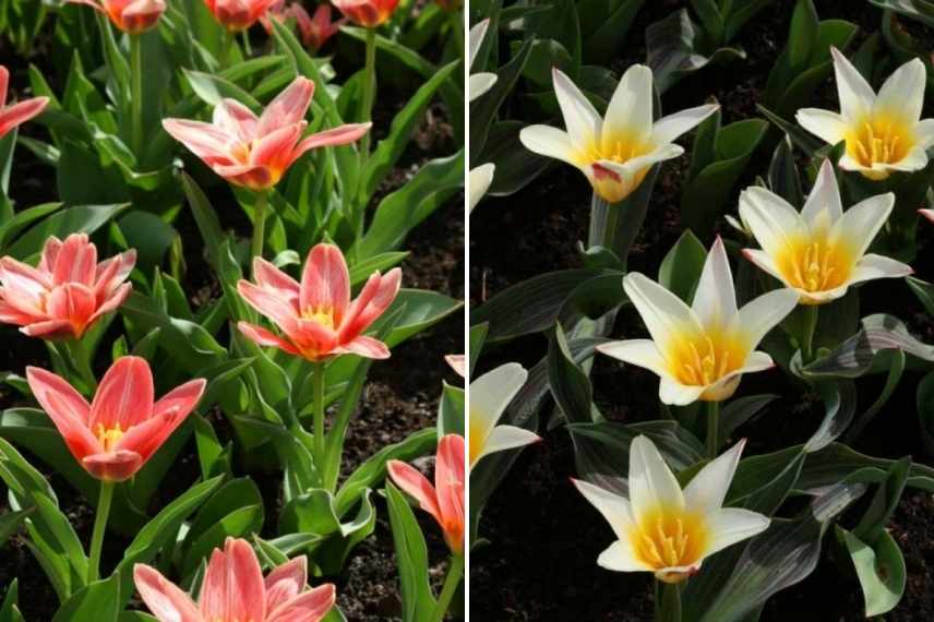 tulipes par période de floraison, tulipes par époque de floraison, tulipes précoces, tulipes tardives, tulipes de mi saison