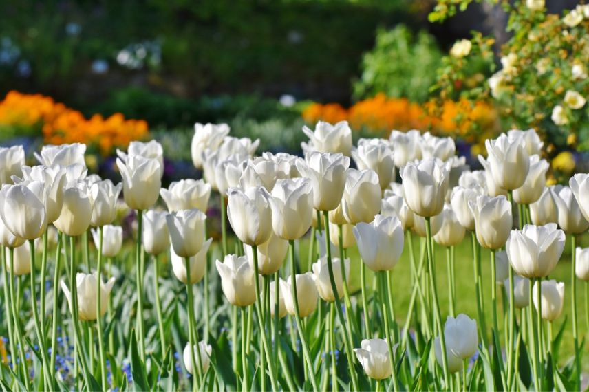 tulipes par période de floraison, tulipes par époque de floraison, tulipes précoces, tulipes tardives, tulipes de mi saison, tulipes par mois de floraison