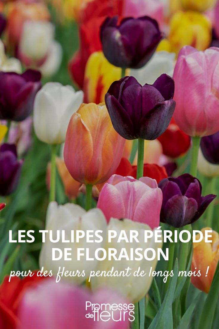 Tulipe : plantation, floraison et entretien