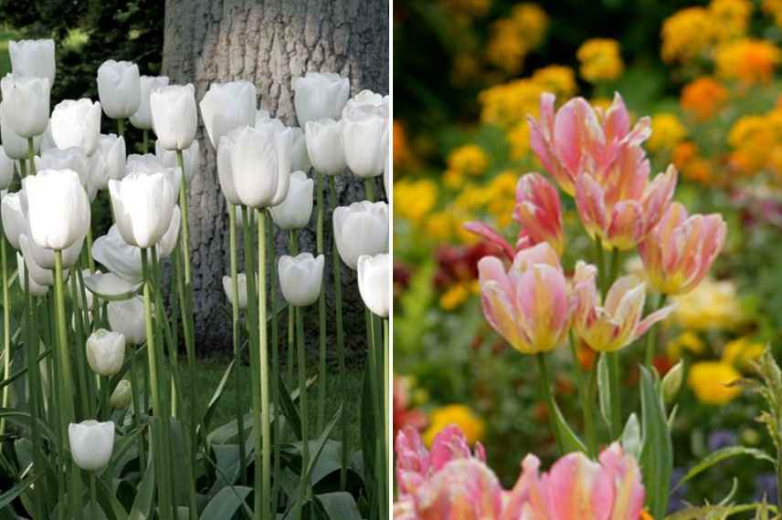 tulipes par période de floraison, tulipes par époque de floraison, tulipes précoces, tulipes tardives, tulipes de mi saison