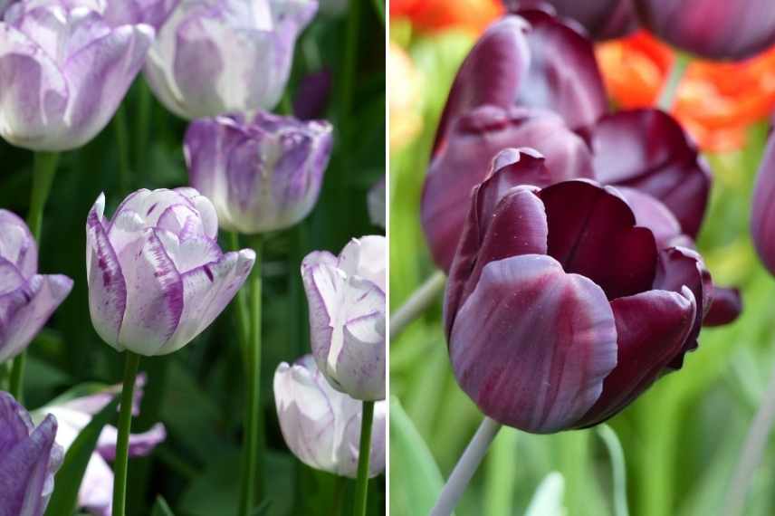 tulipes par période de floraison, tulipes par époque de floraison, tulipes précoces, tulipes tardives, tulipes de mi saison