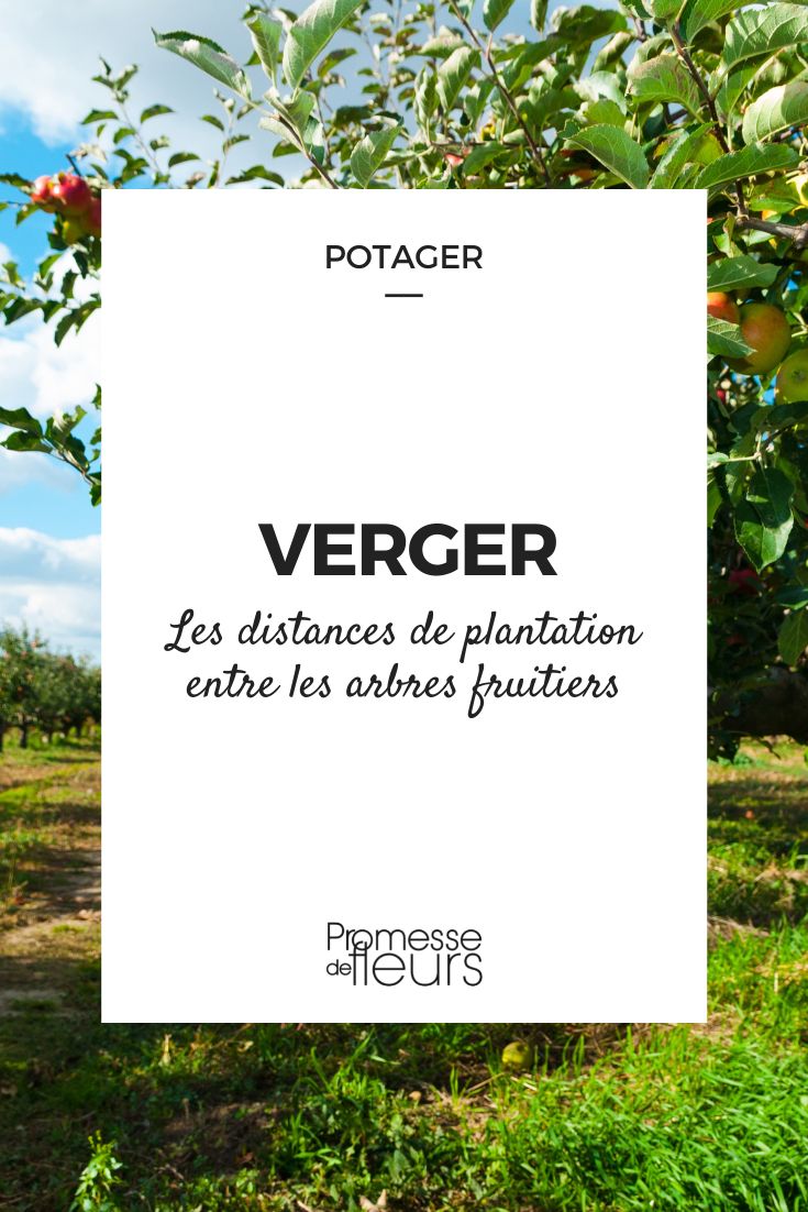 verger distance plantation entre les arbres fruitiers