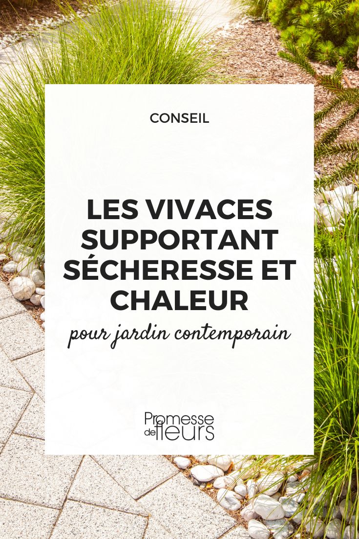 vivaces supportant secheresse et chaleur pour jardin contemporain