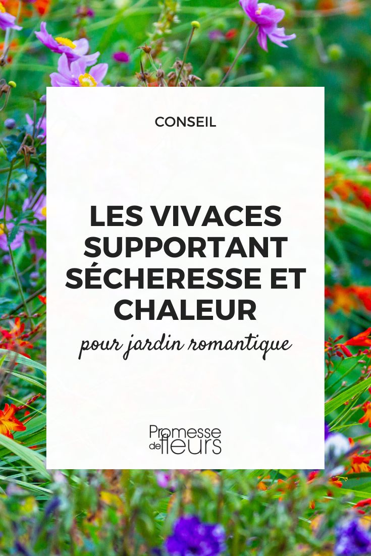 vivaces supportant secheresse et chaleur pour jardin romantique