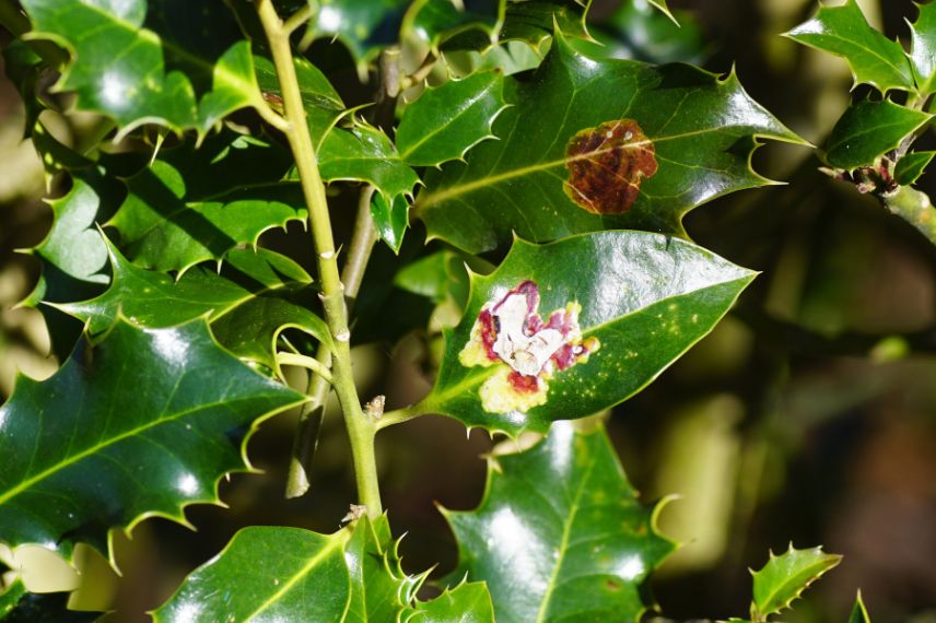 mahonia 