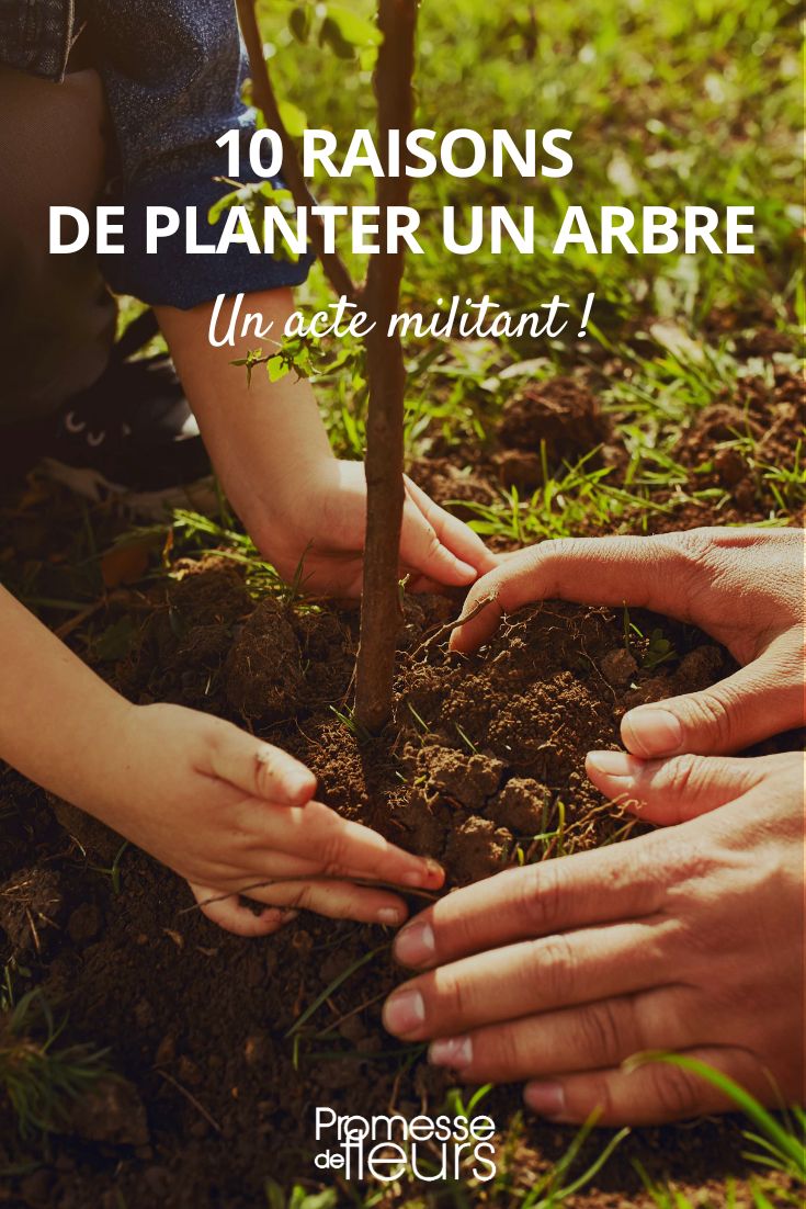 pourquoi planter des arbres ?