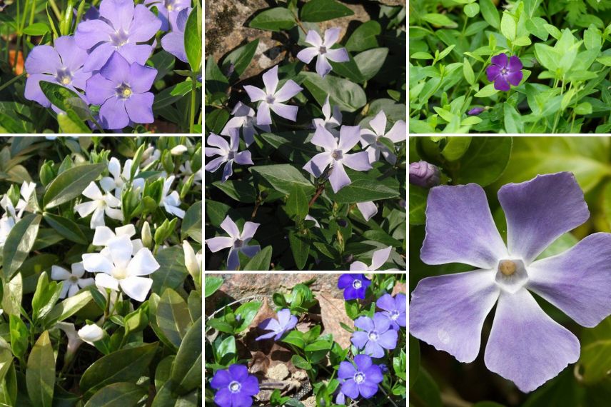 Vinca