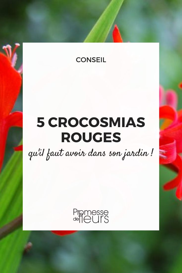 5 crocosmia rouge