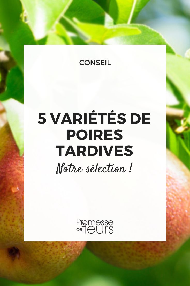 sélection de poires tardives