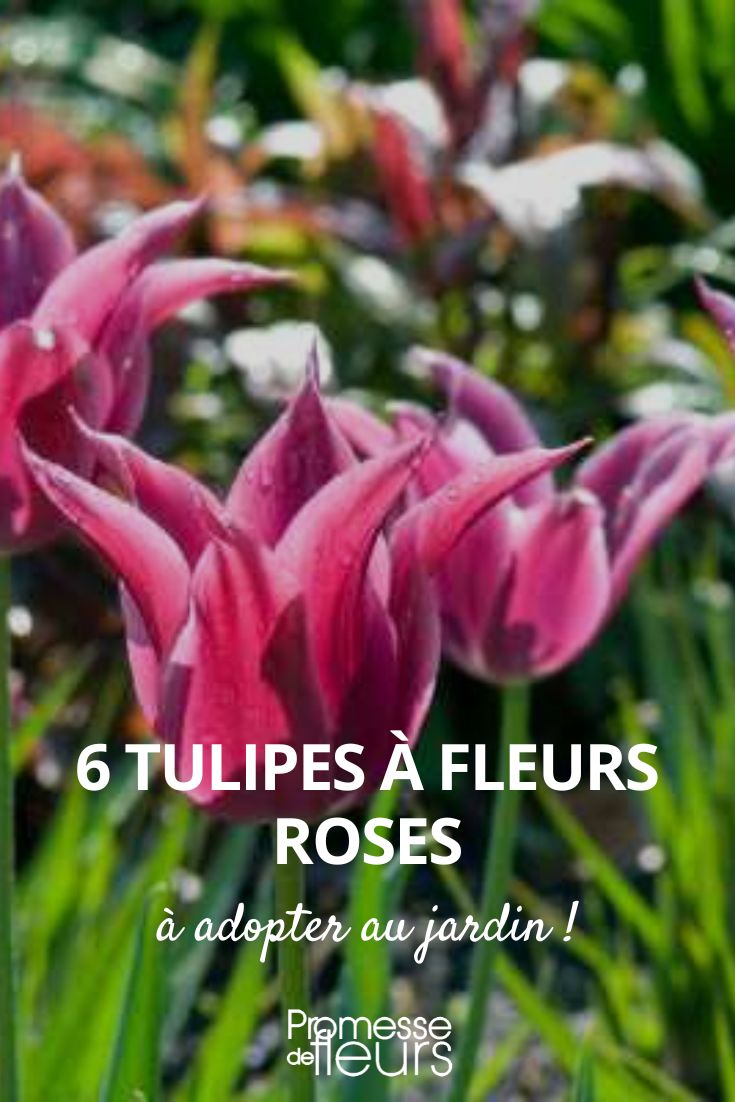 6 tulipes fleurs roses