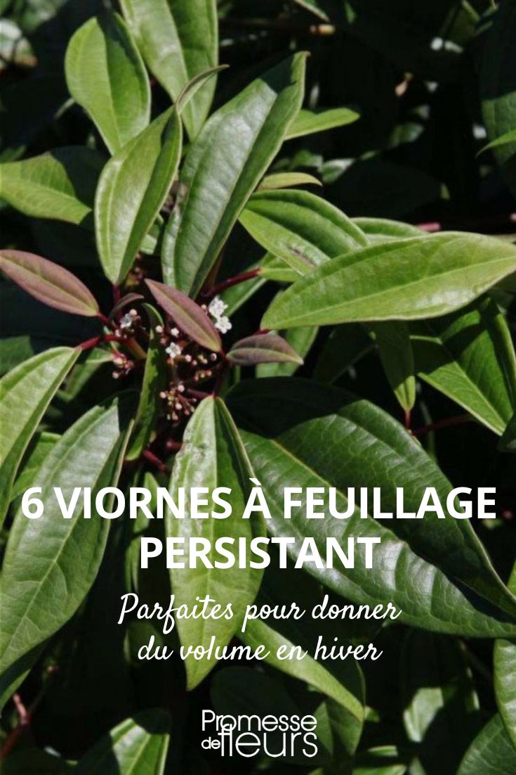 6 viornes a feuillage persistant