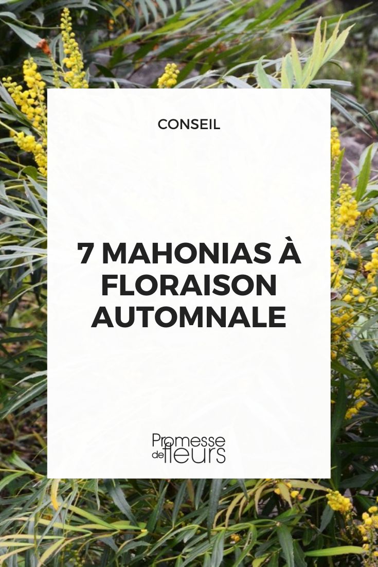 7 mahonias à floraison automnale