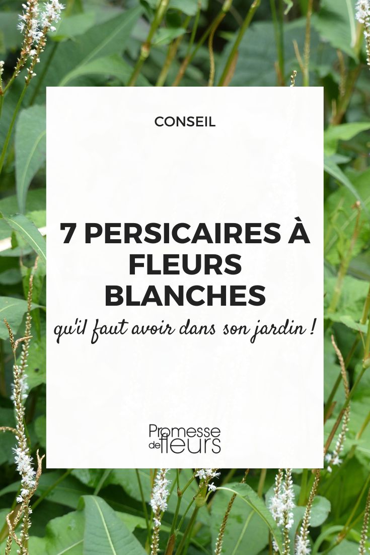 7 persicaires fleurs blanches