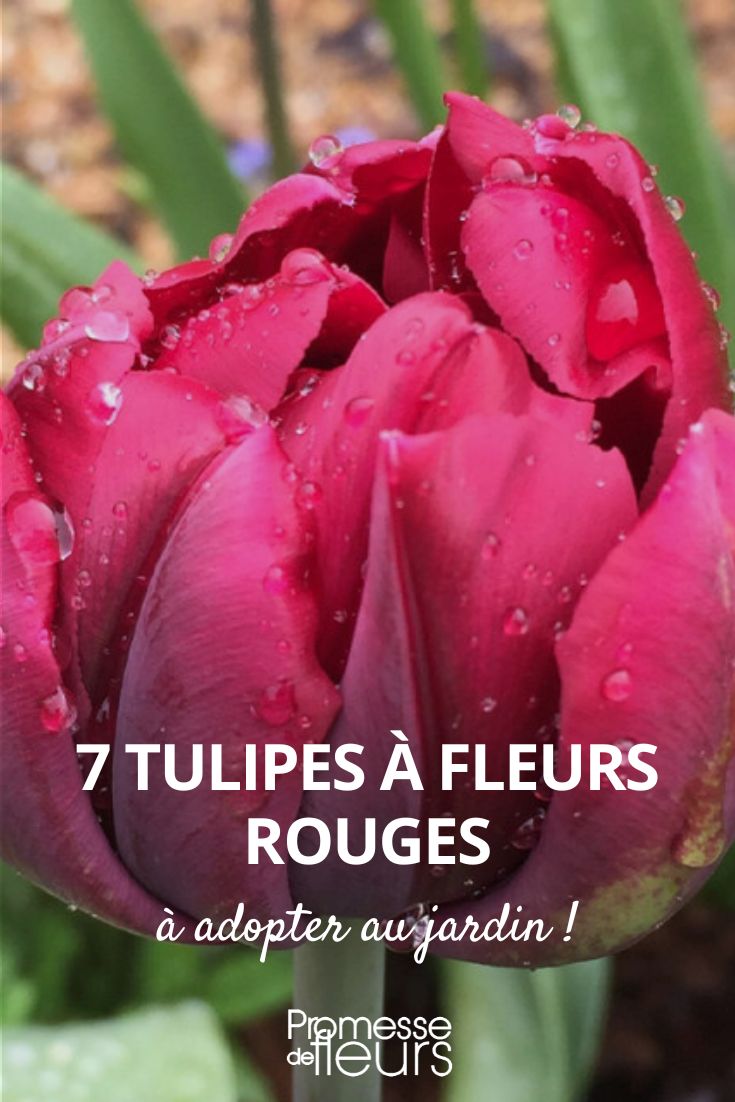 7 tulipes fleurs rouges