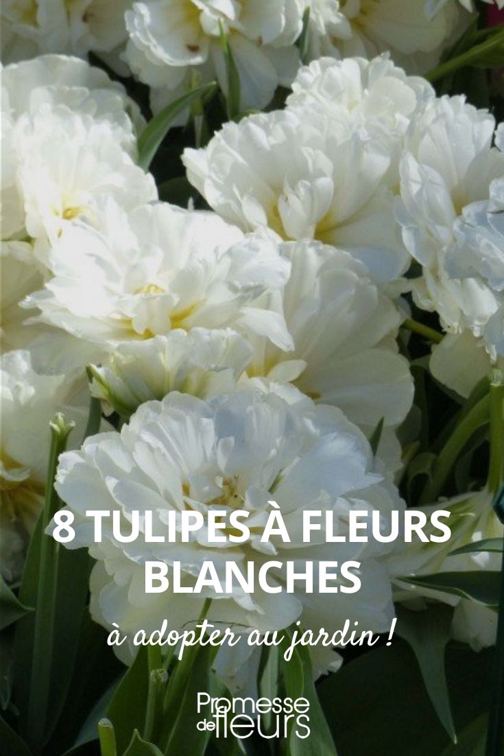 8 tulipes fleurs blanches