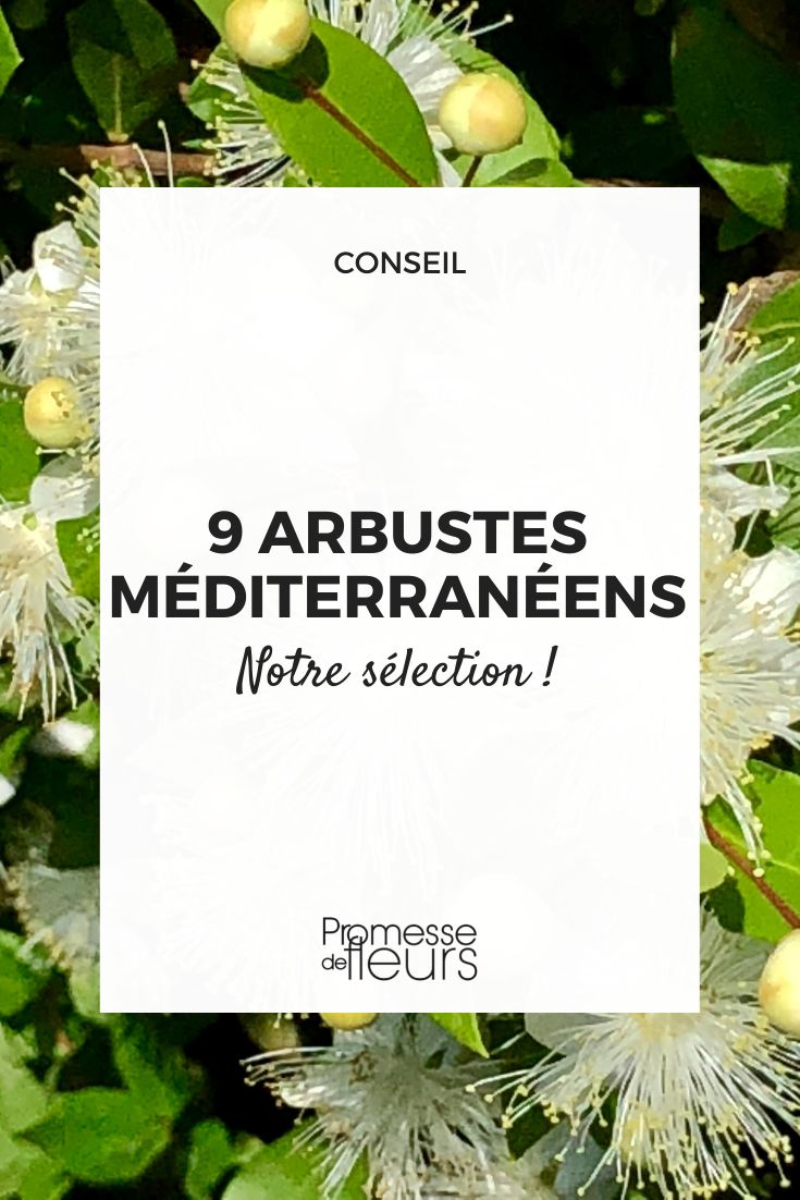 9 Arbustes méditerranéens