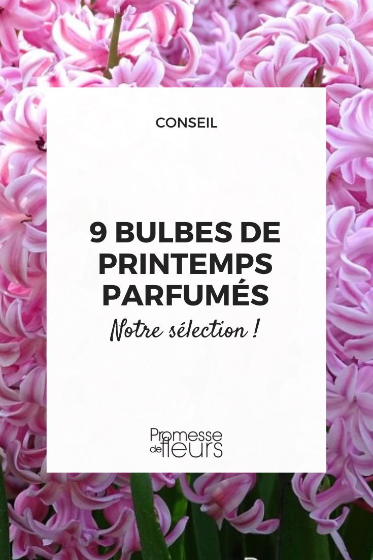 sélection bulbes printemps à fleurs parfumées