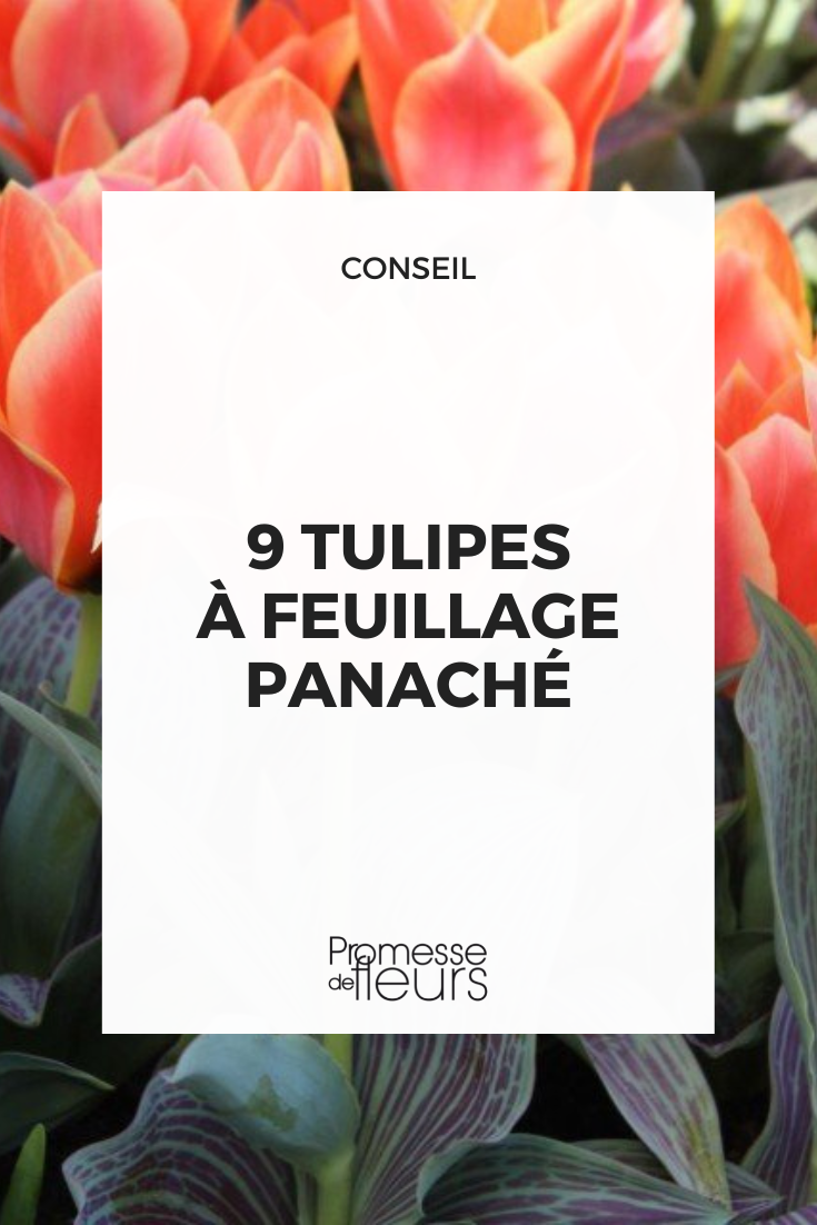 tulipes à feuilles panachées