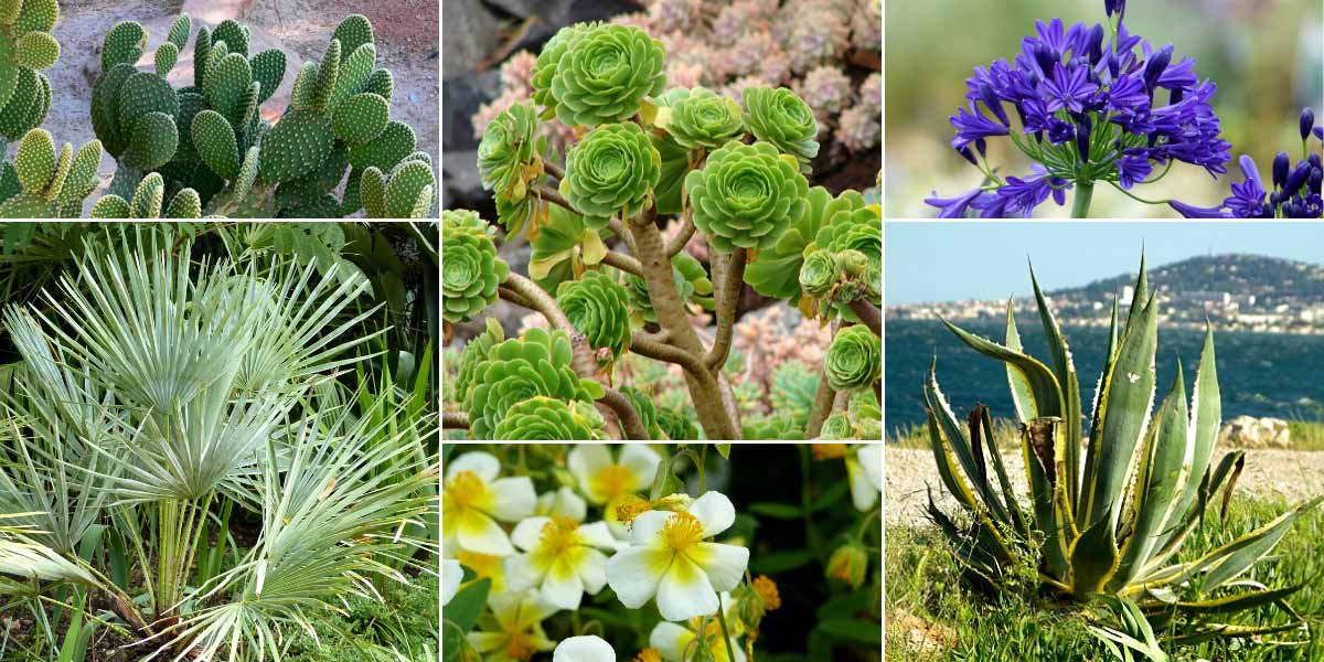 Associer l'Aeonium : dans un jardin méditerranéen