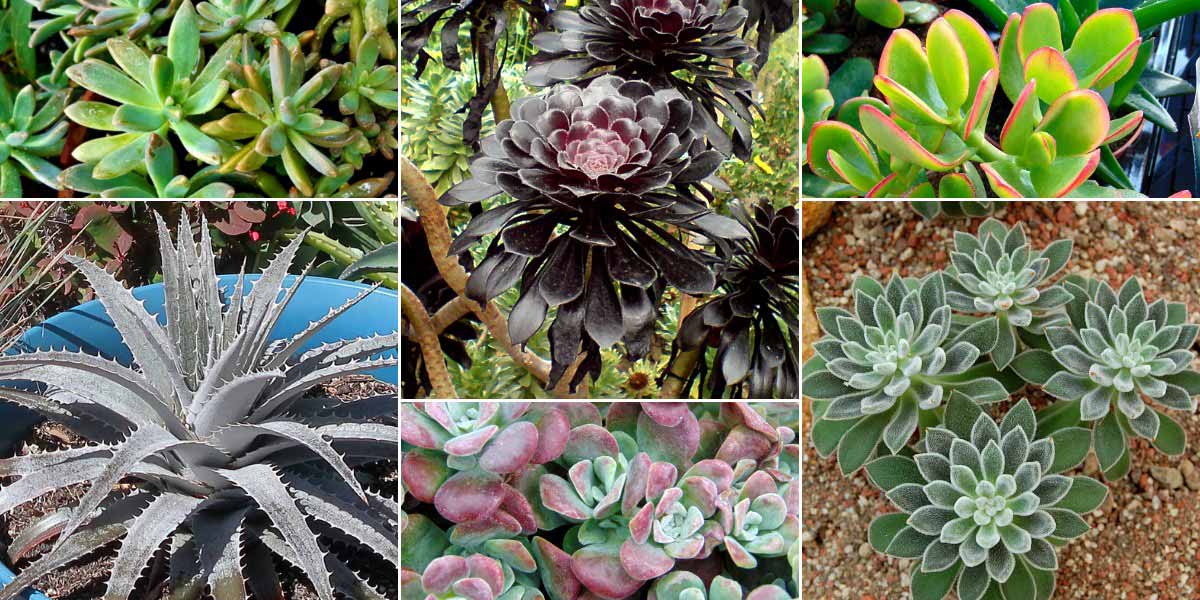 Associer l'Aeonium : en pot avec d'autres plantes succulentes