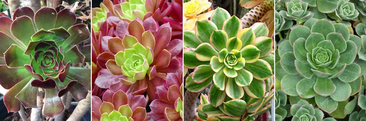 Le feuillage des Aeoniums