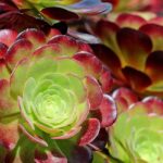 Aeonium : plantation, culture et entretien