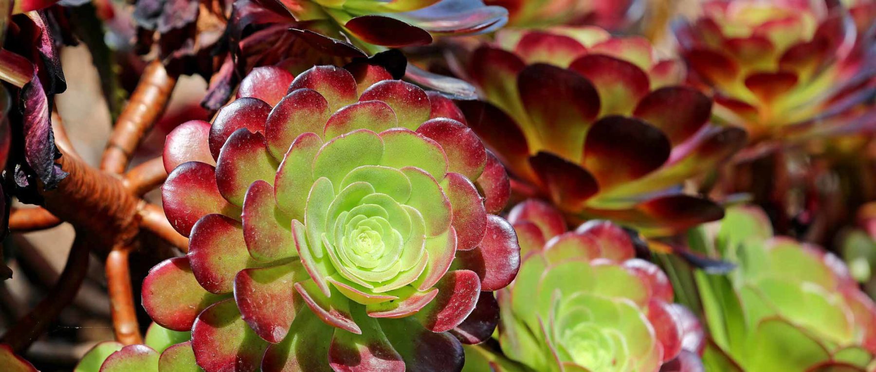 Aeonium : plantation, culture et entretien