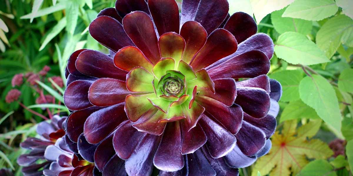 Aeonium : nos conseils de culture