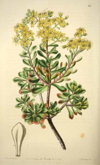 Planche botanique représentant l'Aeonium spathulifolium