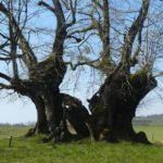 Tourisme végétal : des arbres remarquables à voir en Bourgogne-Franche-Comté