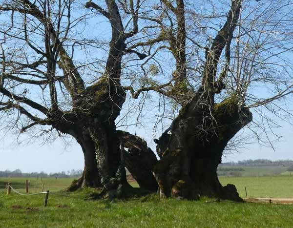 Tourisme végétal : des arbres remarquables à voir en Bourgogne-Franche-Comté
