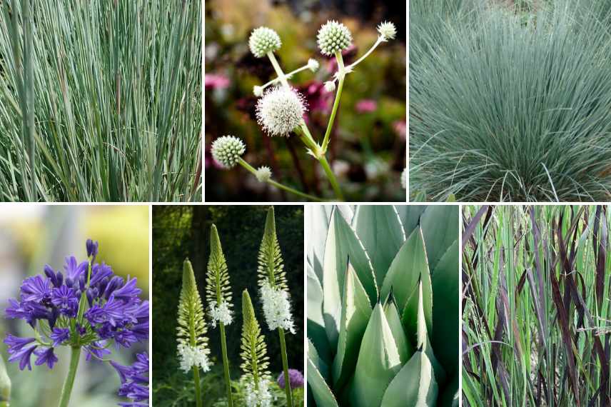 Associer le Schizachyrium, association Schizachyrium