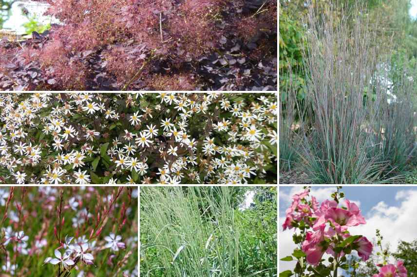 Associer le Schizachyrium, association Schizachyrium