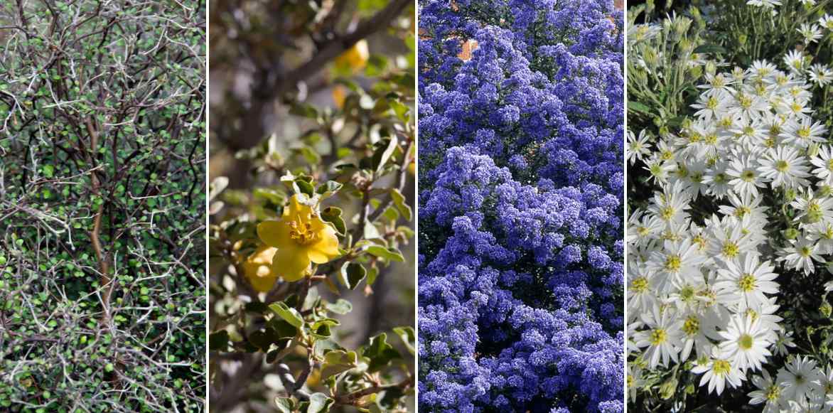 Corokia, Corokie