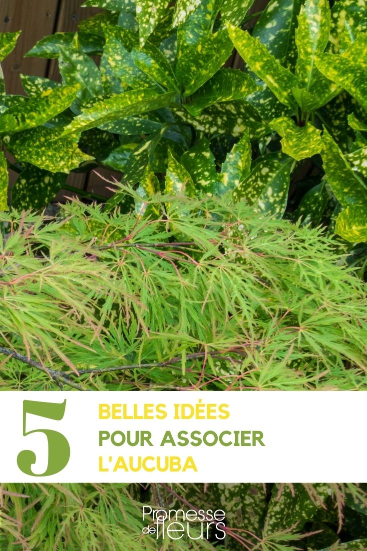 Associer l'aucuba