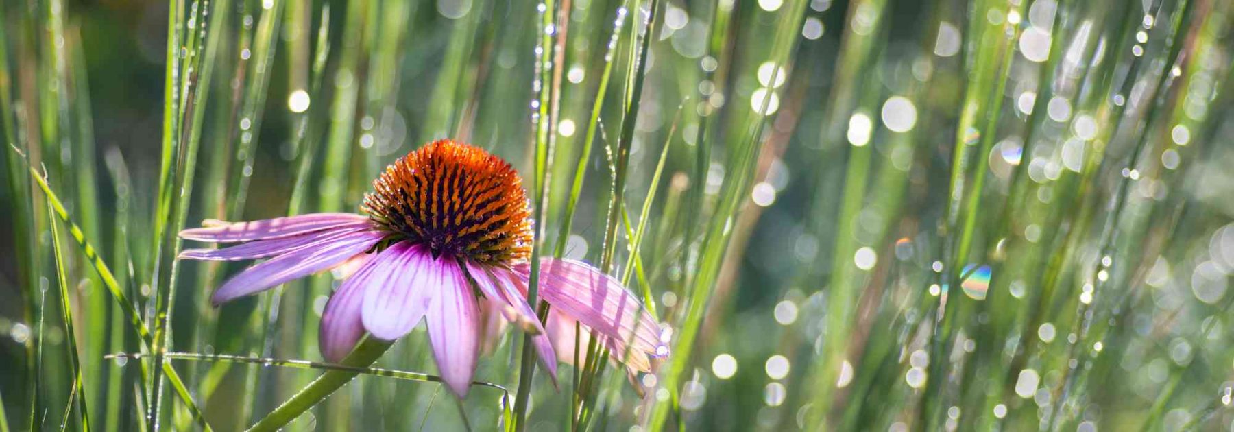 Associer le Schizachyrium